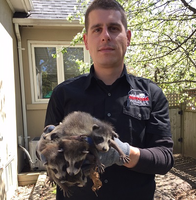 Gotcha Wildlife Removal Services | 1434 Seabring Street, Oshawa, ON L1J 8K5, Canada | Phone: (647) 461-7632