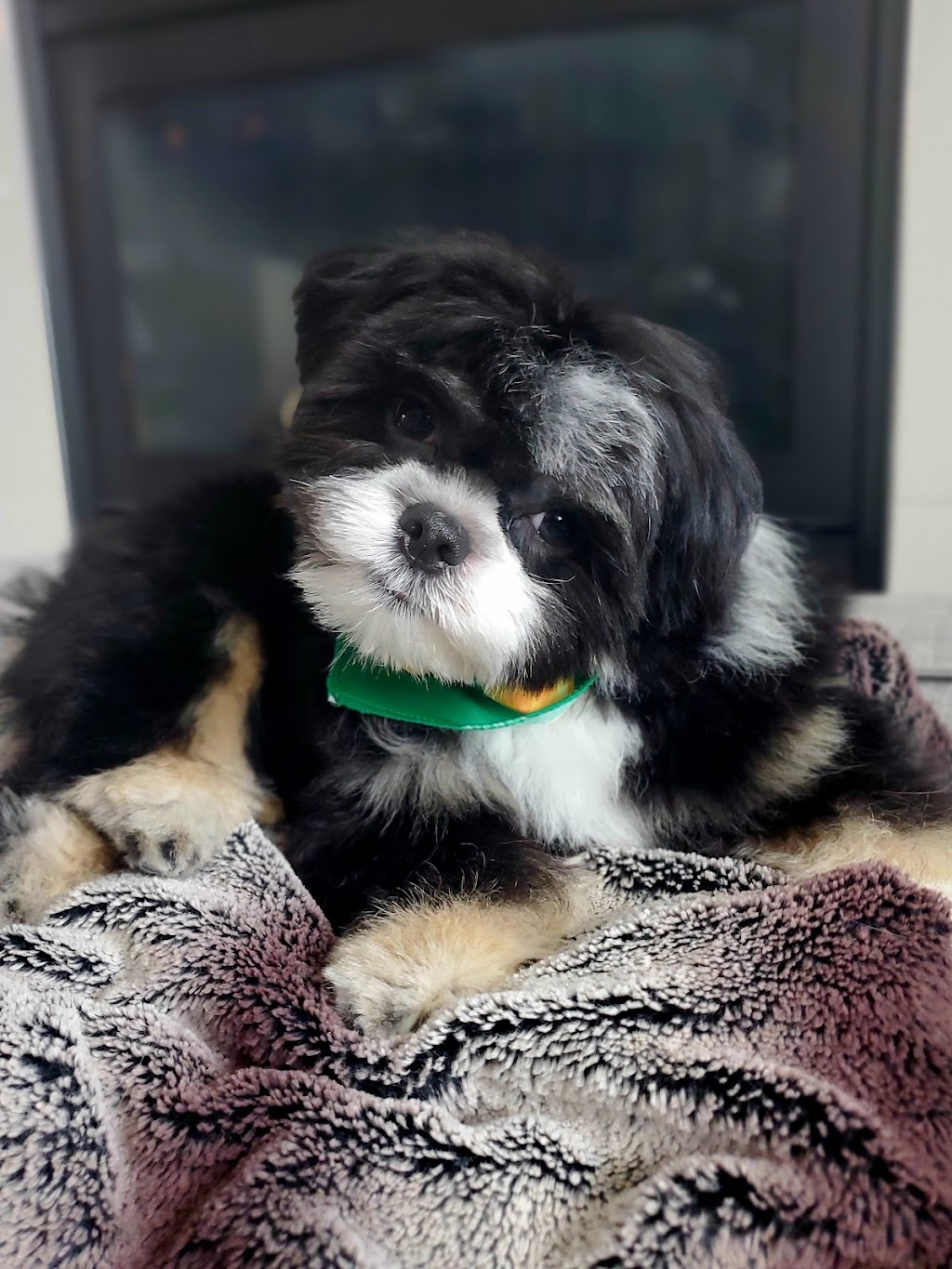 Furfection Dog Spaw ltd | 123, 6820 188 Street, Surrey, BC V4N 3G6, Canada | Phone: (778) 574-7297