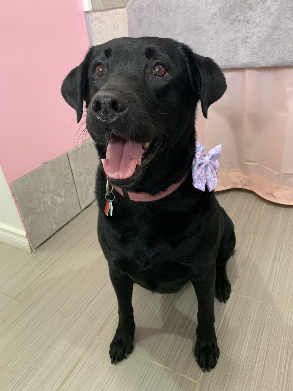 Goode Fur-Baby Salon & Spa | 173 Victoria St, Ingersoll, ON N5C 2N2, Canada | Phone: (519) 240-4038