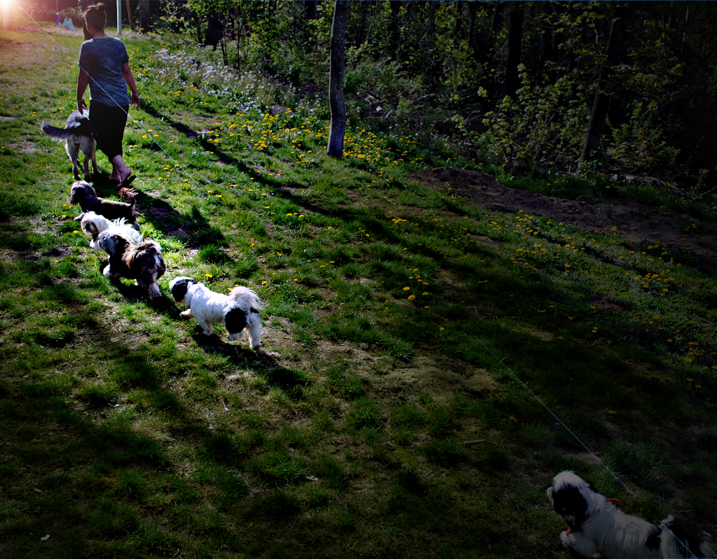 Chiwoof | 1381 Rang Saint François, Saint-Jean-de-Matha, QC J0K 2S0, Canada | Phone: (450) 832-1003