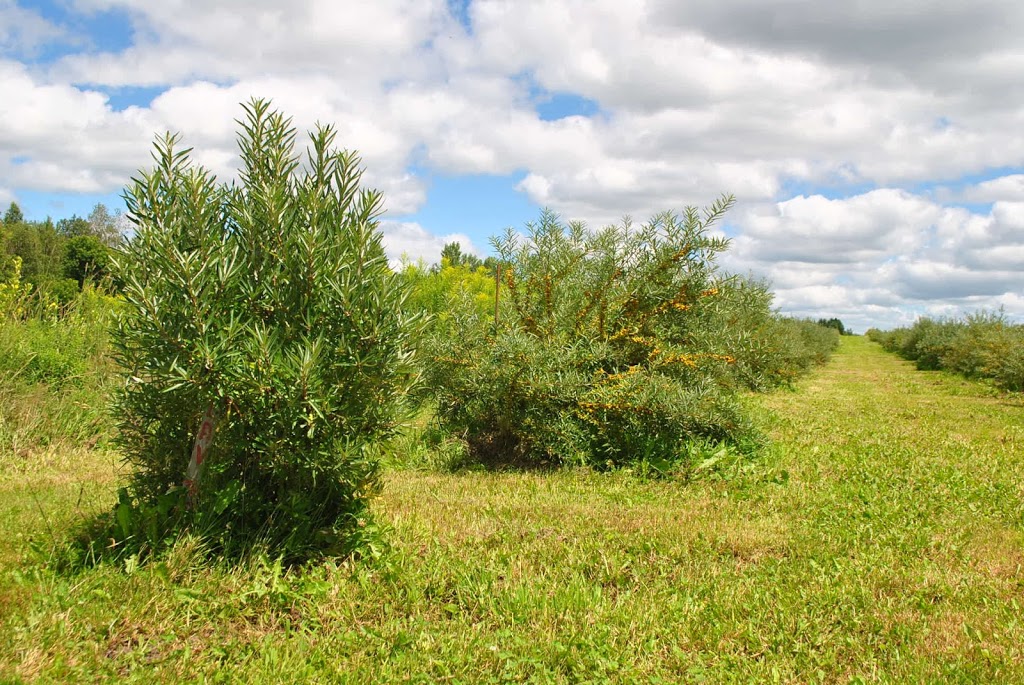 Ferme Majolimé - Argousier biologique | 530 Route 261, Saint-Sylvère, QC G0Z 1H0, Canada | Phone: (819) 609-2129