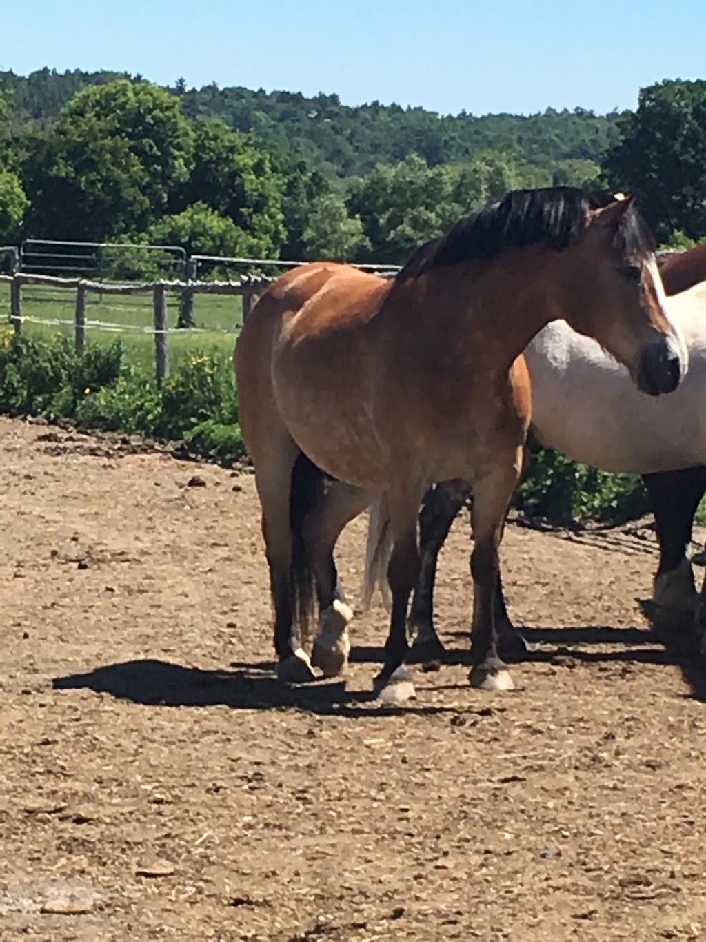 Silver Creek Ranch | 2430 Diamondview Rd, Carp, ON K0A 1L0, Canada | Phone: (613) 839-3920
