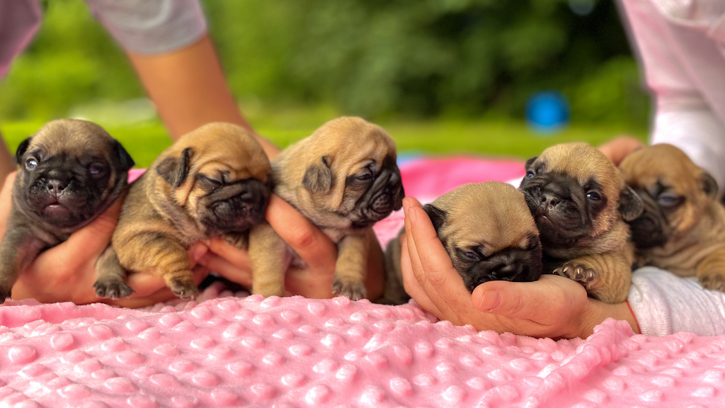 CCBULLDOGS | 10420 287 St, Maple Ridge, BC V2W 1L5, Canada | Phone: (778) 861-8144