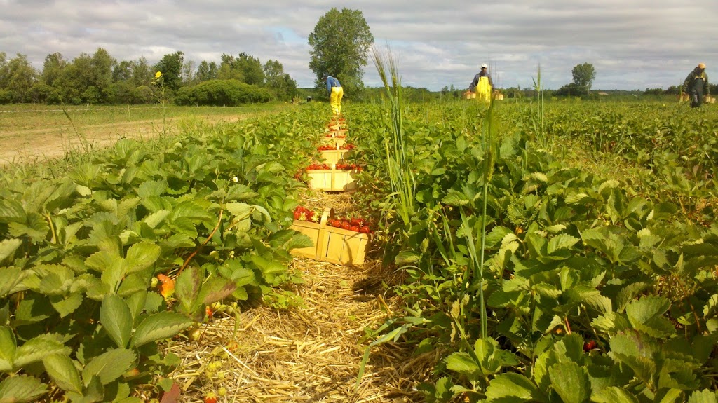 Les filles Auclair - Fraises & Framboises | 180 Rang St Henri, Lavaltrie, QC J5T 3R1, Canada | Phone: (450) 586-1463