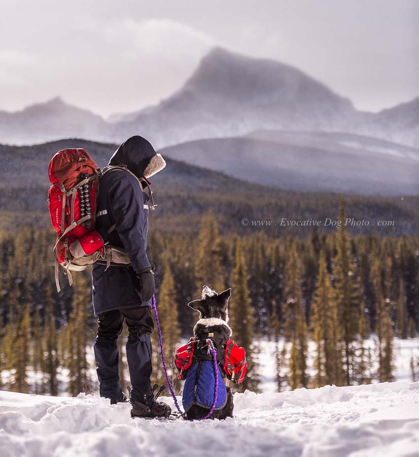 Evocative Dog Photography | Royal Oak Gardens NW, Calgary, AB T3G 5S5, Canada | Phone: (403) 966-4884