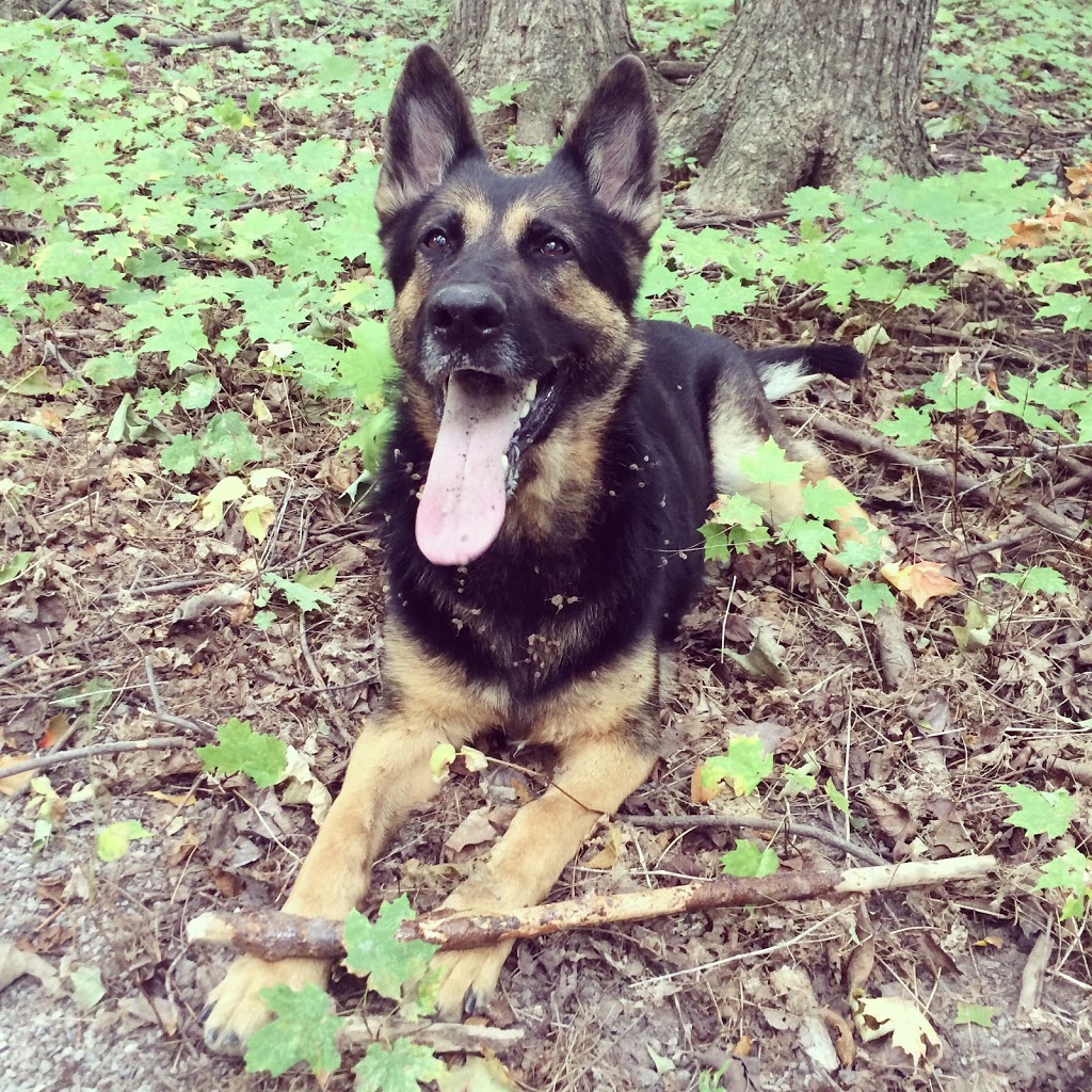 Rosewood Pet Resort | 15 Reesor Rd, Scarborough, ON M1X 1R5, Canada | Phone: (416) 265-6631