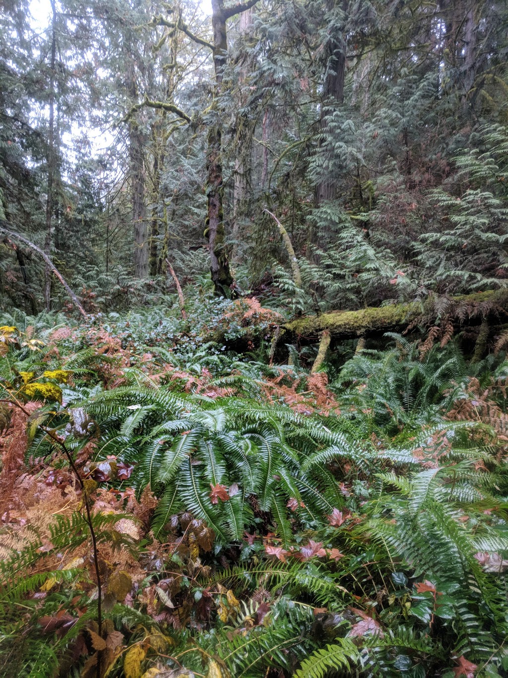 Yellow Point Park | Yellow Point Rd, Ladysmith, BC V9G 1G3, Canada | Phone: (250) 746-2620
