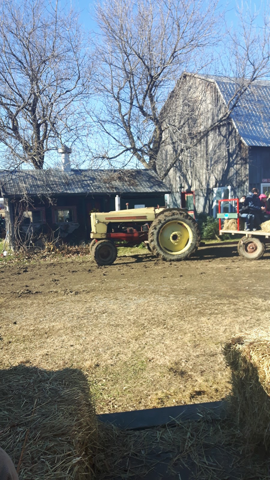 Hadley Christmas Trees / Arbres de Noël | 1600 Chem. Vide Sac, Lachute, QC J8H 2C5, Canada | Phone: (450) 562-9726