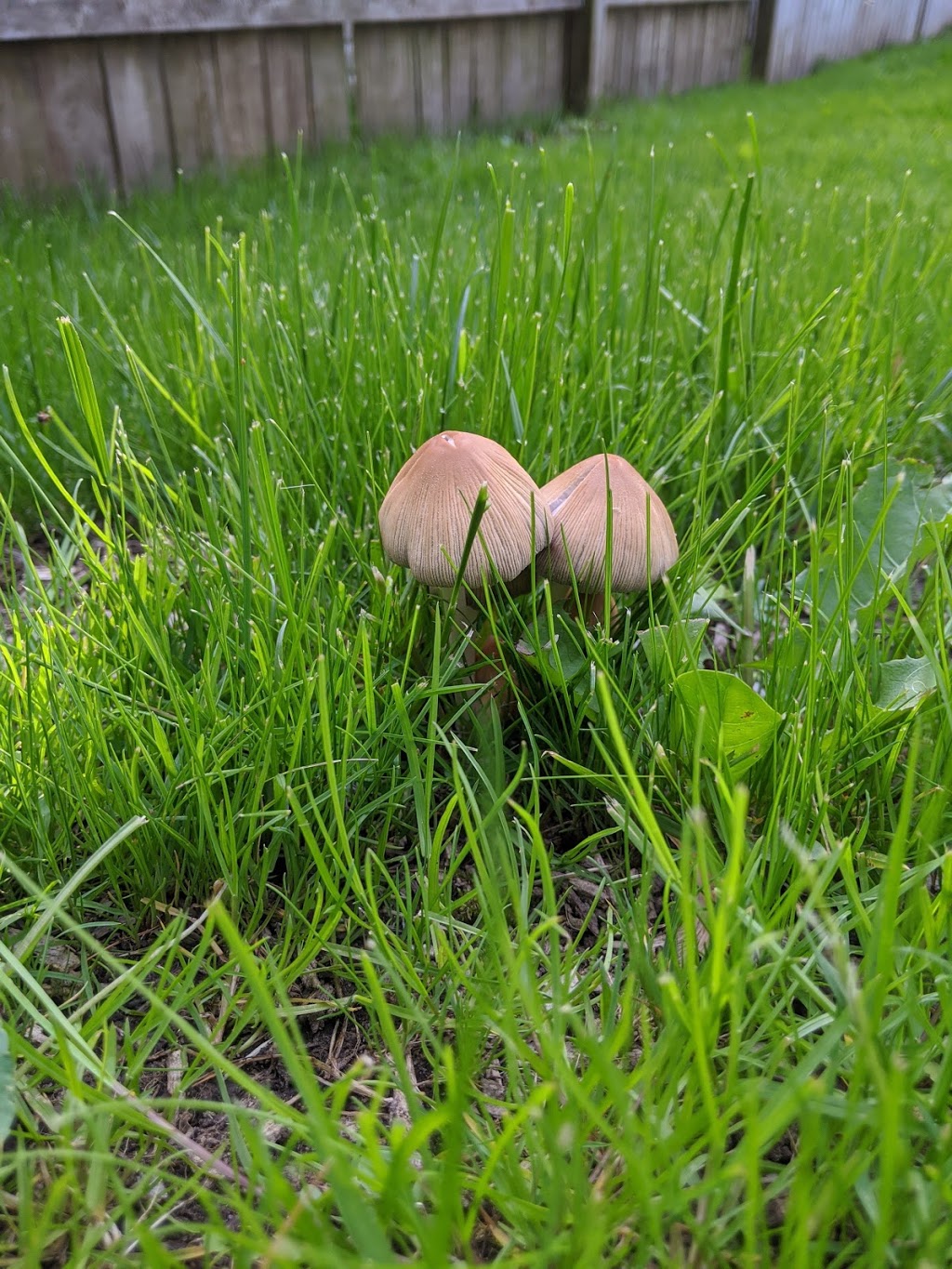 Grand River Mycology | 70 Arrowhead Crescent, Kitchener, ON N2P 1B9, Canada | Phone: (226) 505-0185