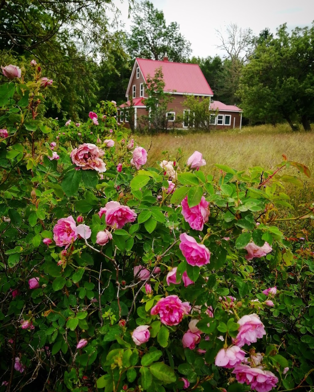 Vanessa Junkin Publishing | 163 Alton Rd, Springfield, NS B0R 1H0, Canada | Phone: (705) 344-4362