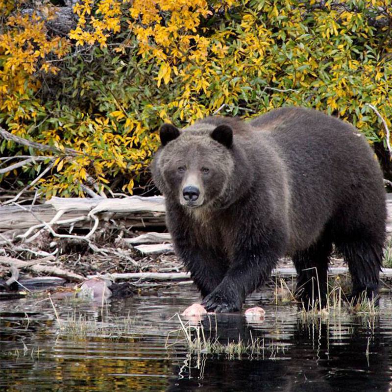 The Chilko Experience Wilderness Resort | Cariboo J, BC V0L 1W0, Canada | Phone: (604) 245-0860