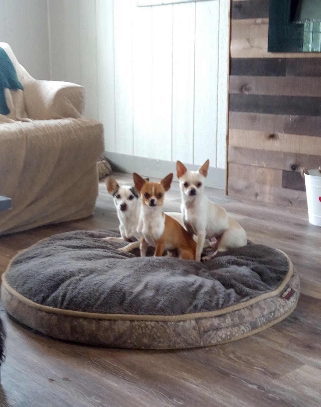 Meadowview Pet Resort | 1970 Polloway Rd, Niagara Falls, ON L2E 6S5, Canada | Phone: (905) 680-1258