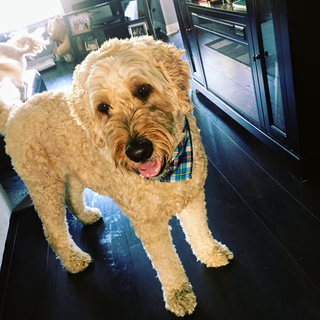 Puptown Girl’s Pet Services | 307 Hamilton Regional Rd 8, Stoney Creek, ON L8G 1E5, Canada | Phone: (905) 746-0534