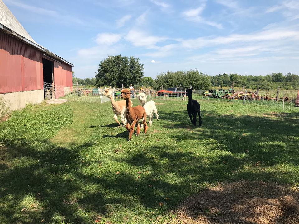SweetHaven Farm | 583 Poonamalie Side Rd, Smiths Falls, ON K7A 4S4, Canada | Phone: (613) 207-3780