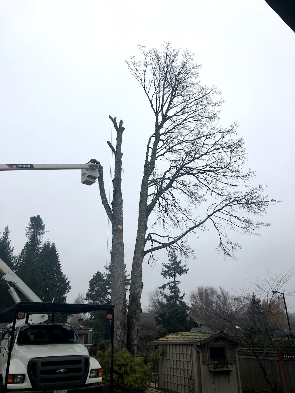 Treeco Tree Service | Coombs, BC V0R 1M0, Canada | Phone: (250) 228-8733