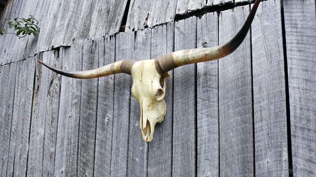 Opeongo Springs Longhorn Grass Fed Beef | 2290 Opeongo Rd W, Eganville, ON K0J 1T0, Canada | Phone: (613) 415-1506