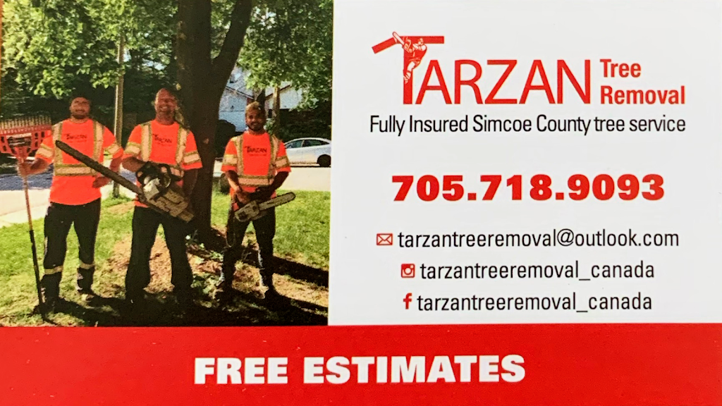 Tarzan Tree Removal, Barrie ON | 40 Yonge St N, Elmvale, ON L0L 1P0, Canada | Phone: (705) 718-9093