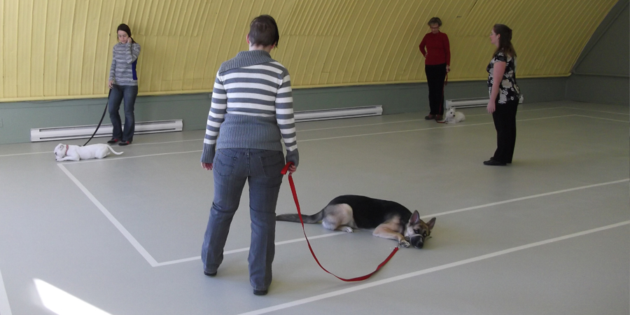 École de dressage Claudine Chantal pour chiens | 165 Rue Chef Aimé Romain, Wendake, QC G0A 4V0, Canada | Phone: (418) 953-9209