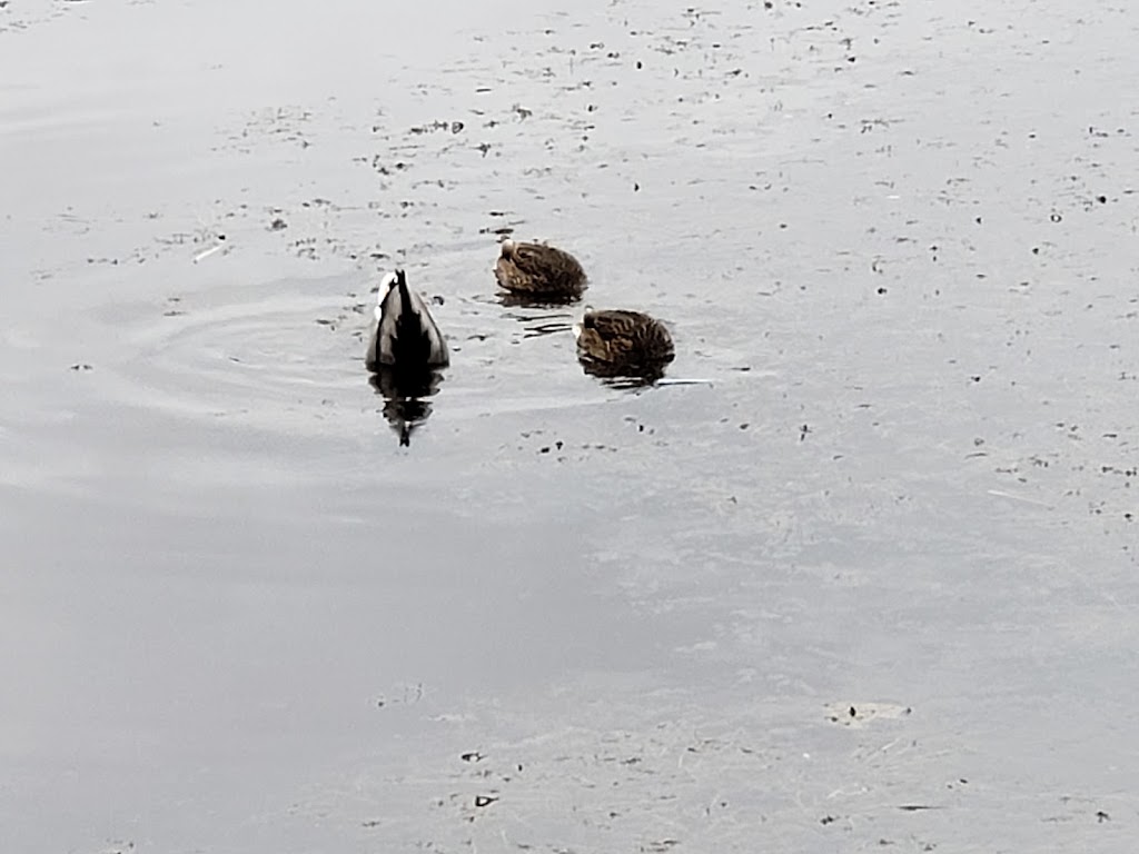 Gaetz Lakes Migratory Bird Sanctuary | 6300 45 Ave, Red Deer, AB T4N 3M4, Canada | Phone: (403) 346-2010