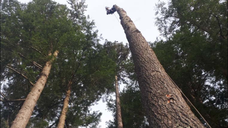 La Cime Arboriculture | 175 Rue Denis, Waterville, QC J0B 3H0, Canada | Phone: (819) 342-9242