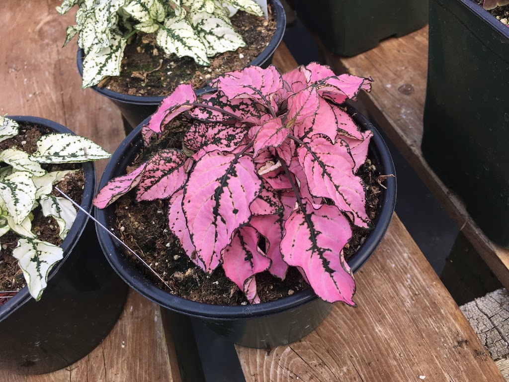 Chevrefils Greenhouse | MB-11, St-Georges, MB R0E 1V0, Canada | Phone: (204) 367-1492