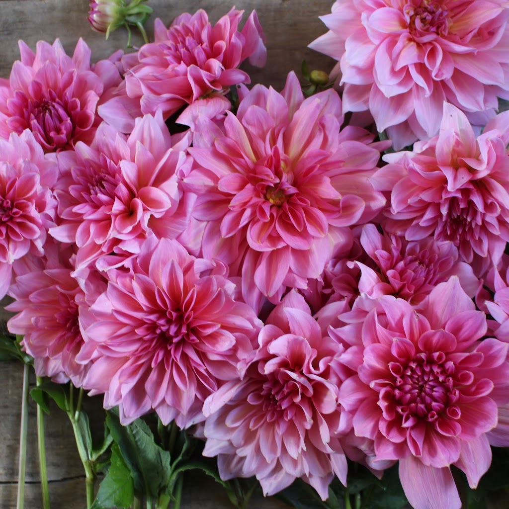 Two Birds One Stone Farm (Flower Farm) | 3442 NS-359, Centreville, NS B0P 1J0, Canada | Phone: (902) 385-8818