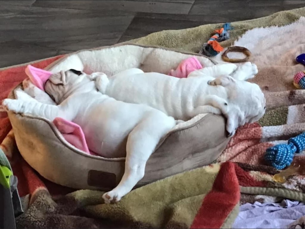 Majestic Island Bulldogs | 3041 Brackley Point Rd, Brackley Beach, PE C1E 2N8, Canada | Phone: (902) 672-1400