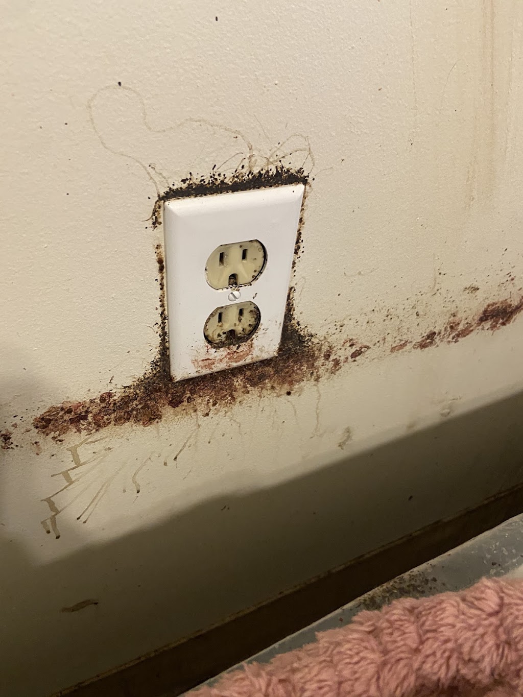 SeeNo Pest Control | 250 Inverness Ave E, Hamilton, ON L9A 1H2, Canada | Phone: (905) 719-1834