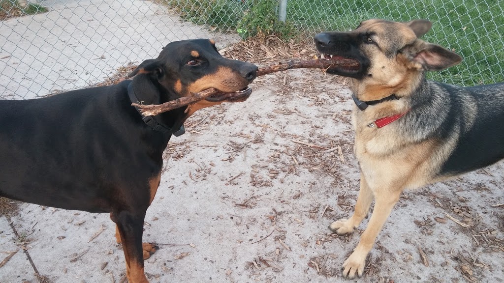 Carol Disher Leash Free Dog Park | 69 Catherine St, St. Catharines, ON L2R 7R5, Canada | Phone: (905) 688-5600