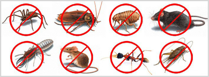 Bug Buggers Pest Control | 600 Central Ave, Saskatoon, SK S7N 2G4, Canada | Phone: (306) 850-4418