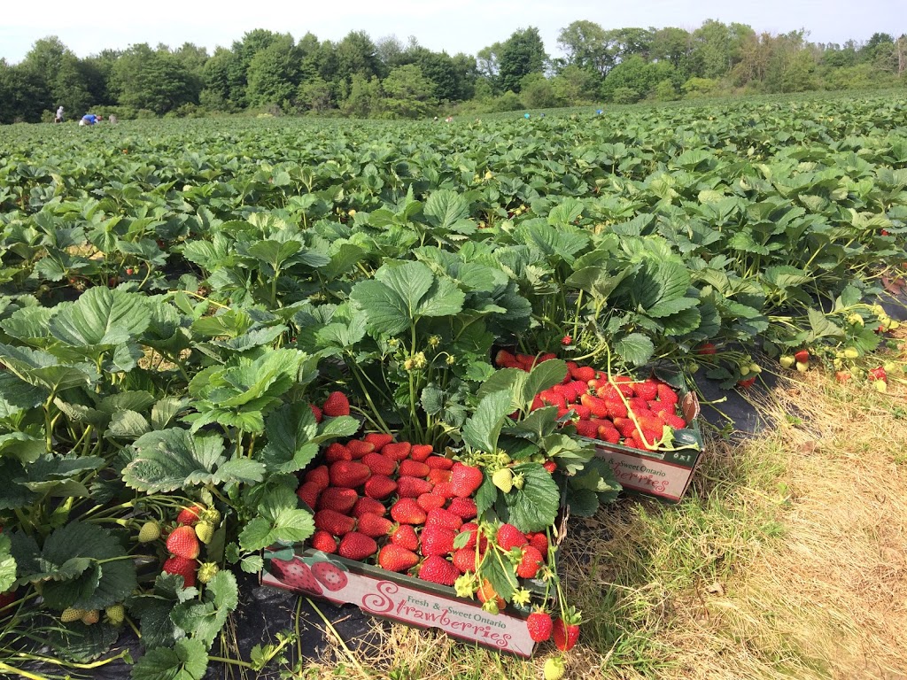 Fenwick Berry Farm: Office | 1367 Balfour St, Fenwick, ON L0S 1C0, Canada | Phone: (905) 892-8231