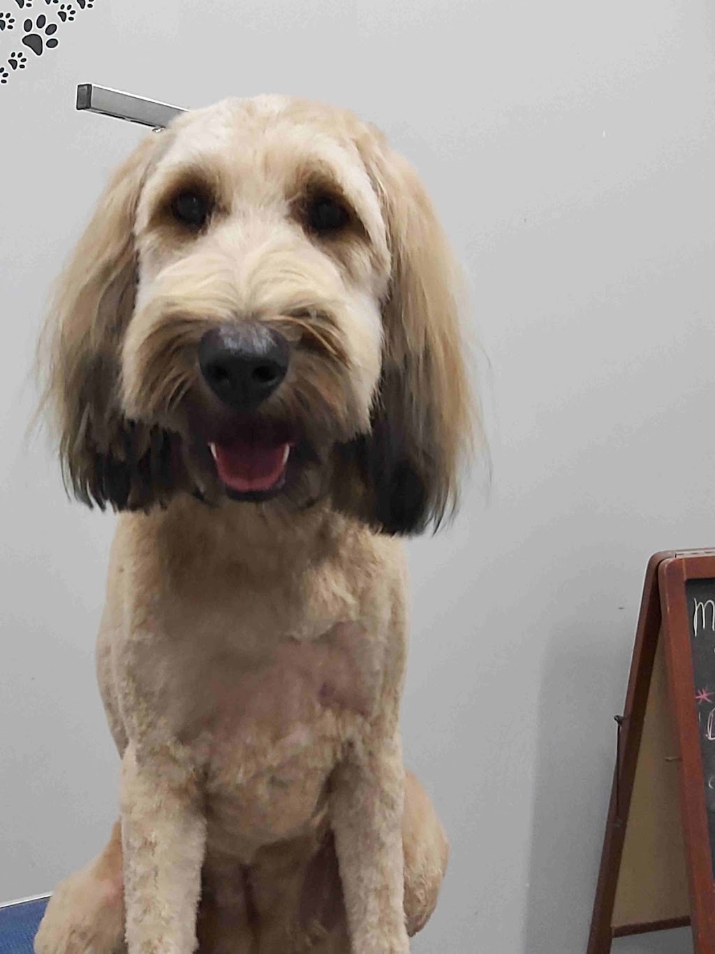 MaryAnnes Pampered Pooch | Graystone and clare area, Welland, ON L3C 6G7, Canada | Phone: (289) 821-3185