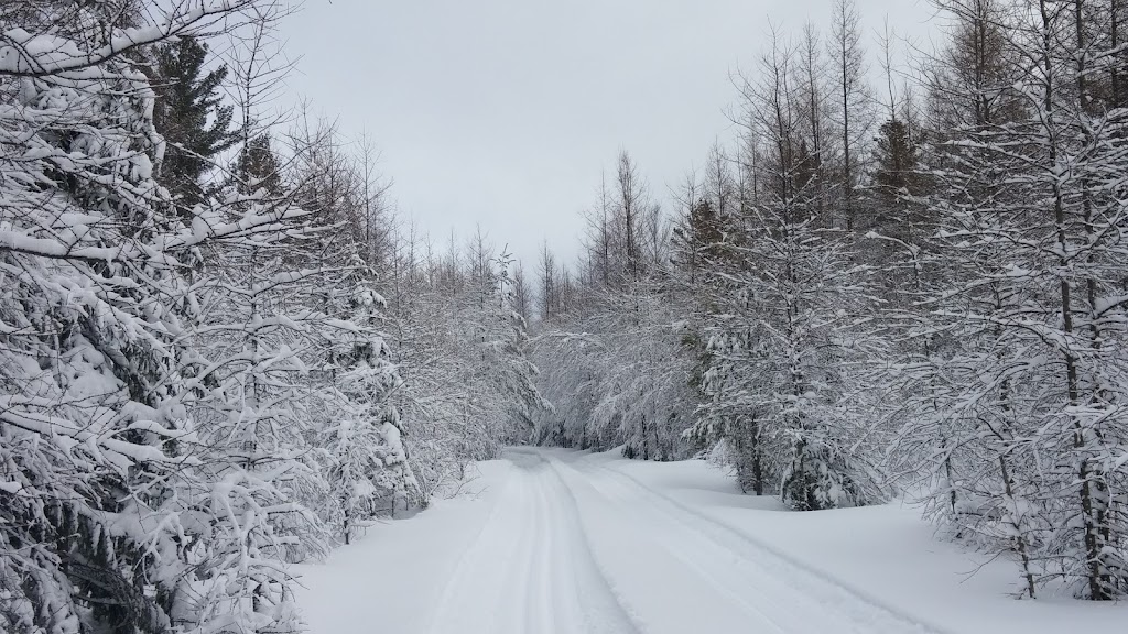Club de Ski de fond de lOr Blanc | 3129 Rue Bégin, Thetford Mines, QC G6H 2E5, Canada | Phone: (418) 334-8259