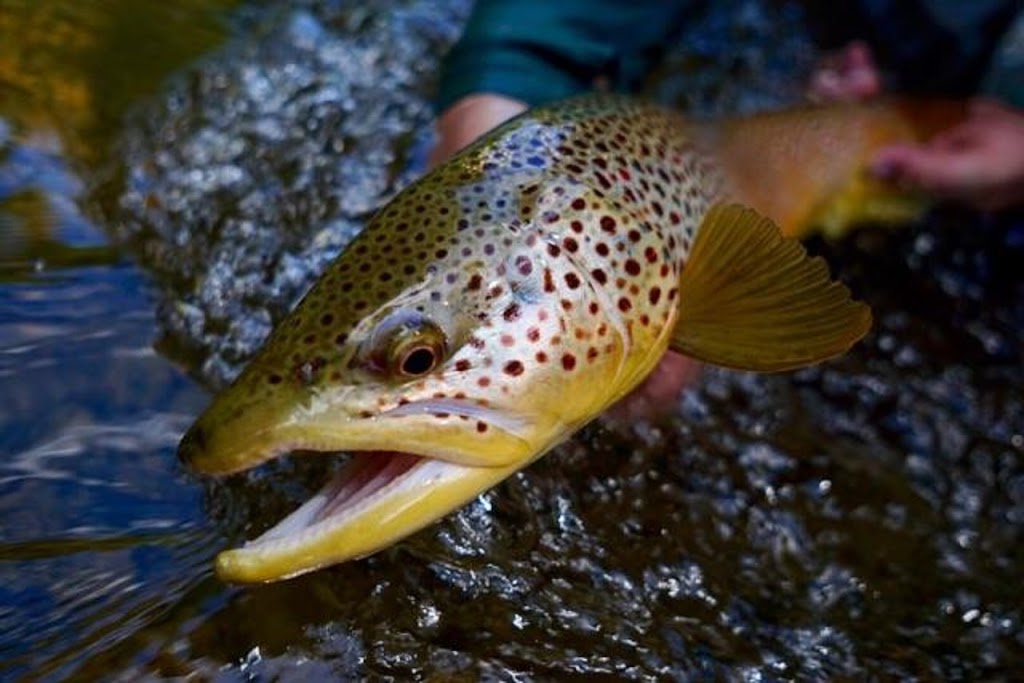 West River Fly Shop Inc. | 4646 Riverside Dr, Red Deer, AB T4N 6Y5, Canada | Phone: (587) 876-8282
