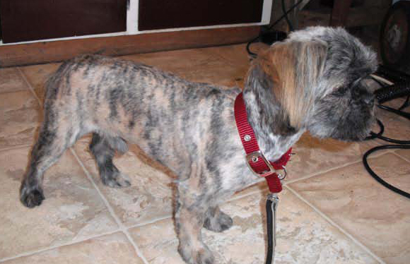 TLC Grooming | 33070 Rd 33E, Mitchell, MB R5G 1P5, Canada | Phone: (204) 371-9009