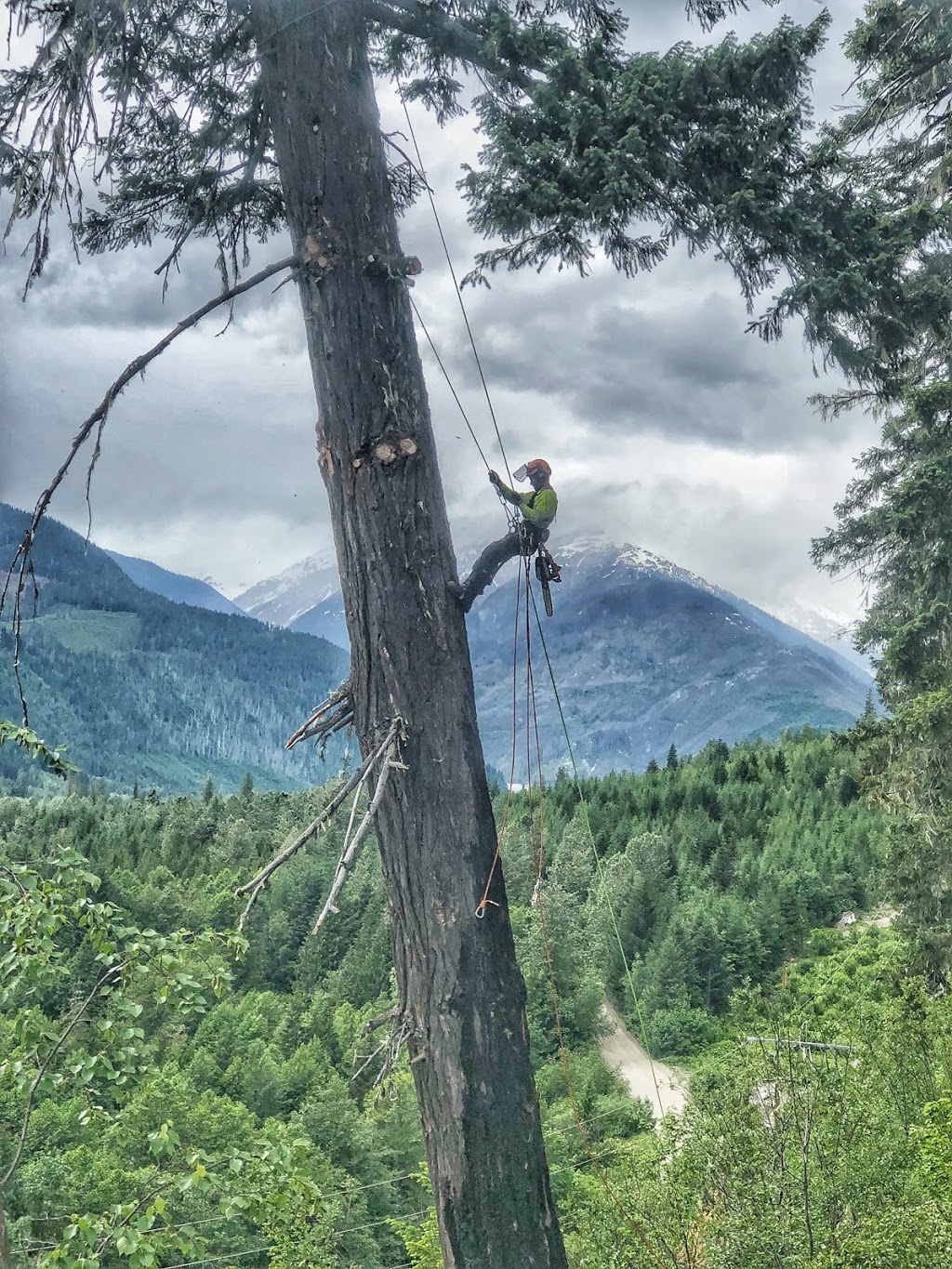 Cloudraker Tree service | 7338 Industrial Way, Pemberton, BC V0N 2L0, Canada | Phone: (604) 898-2314