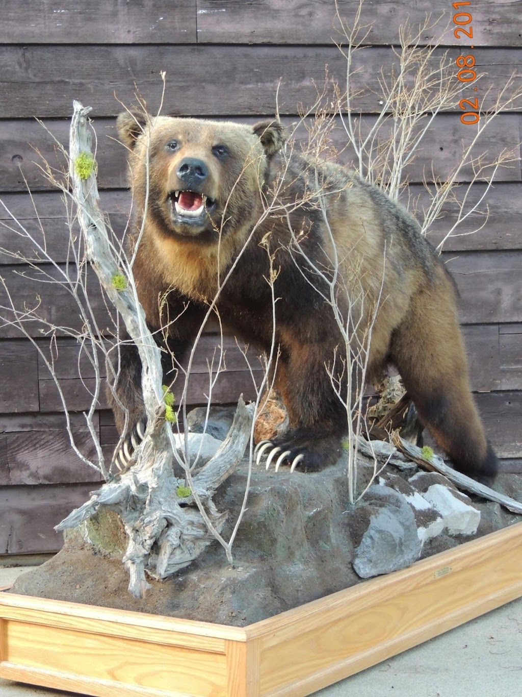 Coyote Flats Taxidermy | 5221 2 St, Coalhurst, AB T0L 0V0, Canada | Phone: (403) 381-3300