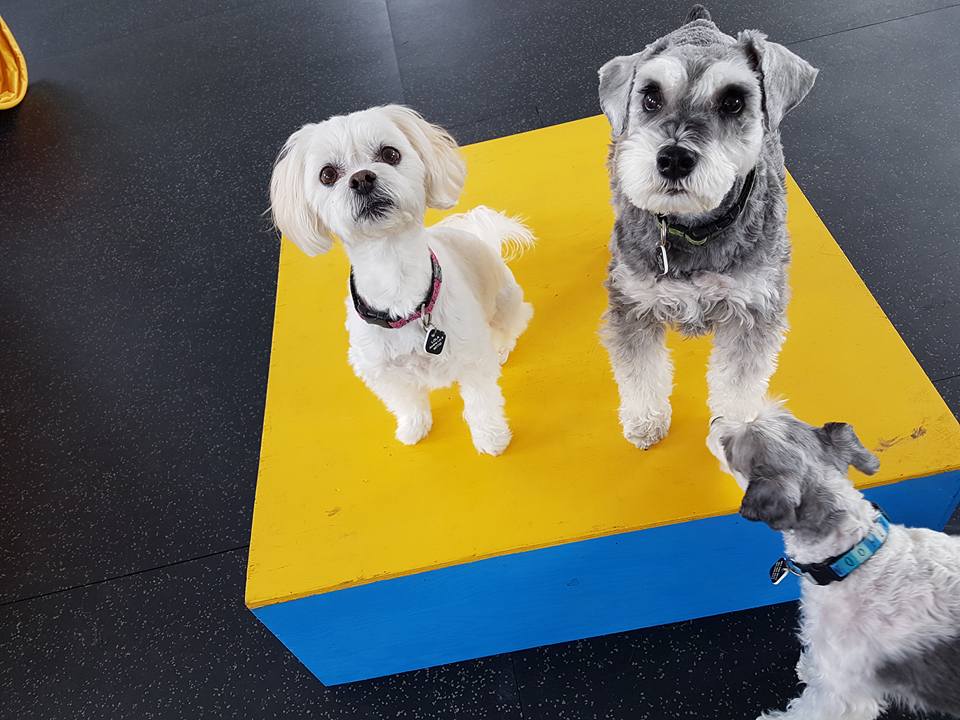 The Place 4 Paws | 10135, Township Rd 264, AB T4B 2Z8, Canada | Phone: (403) 226-9977