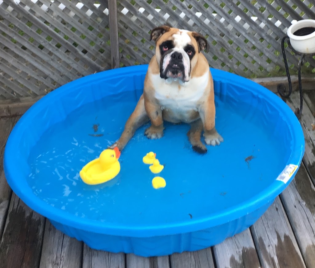 Hespeler Animal Hospital | 210 Pinebush Rd, Cambridge, ON N1R 8A9, Canada | Phone: (519) 740-7706