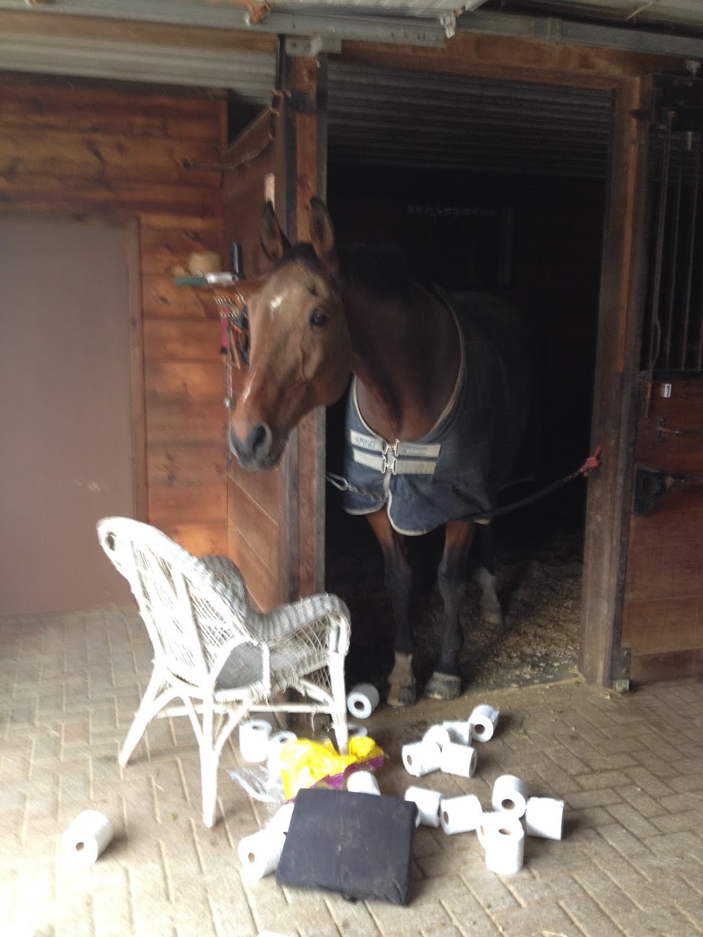 QUASAR EQUESTRIAN LTD. | 890 Davis Dr W, Newmarket, ON L3Y 4V9, Canada | Phone: (905) 252-6177