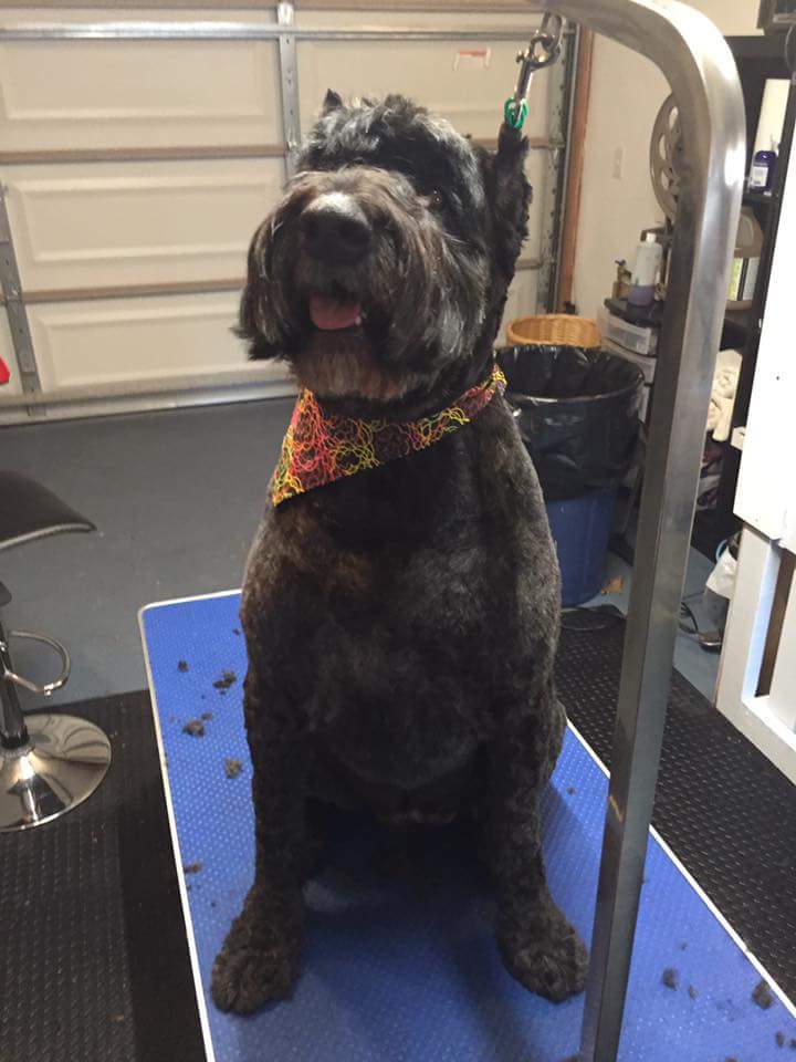 Little Big Dog Grooming Studio | Milverton Close, Waterdown, ON L0R 2H3, Canada | Phone: (289) 244-9020