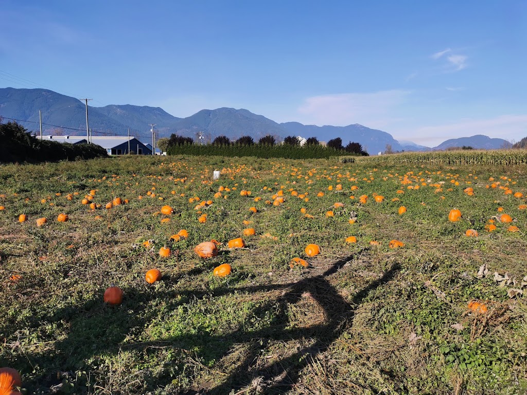 Chilliwack Corn Maze & Pumpkin Farm | 41905 Yale Rd W, Chilliwack, BC V2R 4J4, Canada | Phone: (604) 845-5284