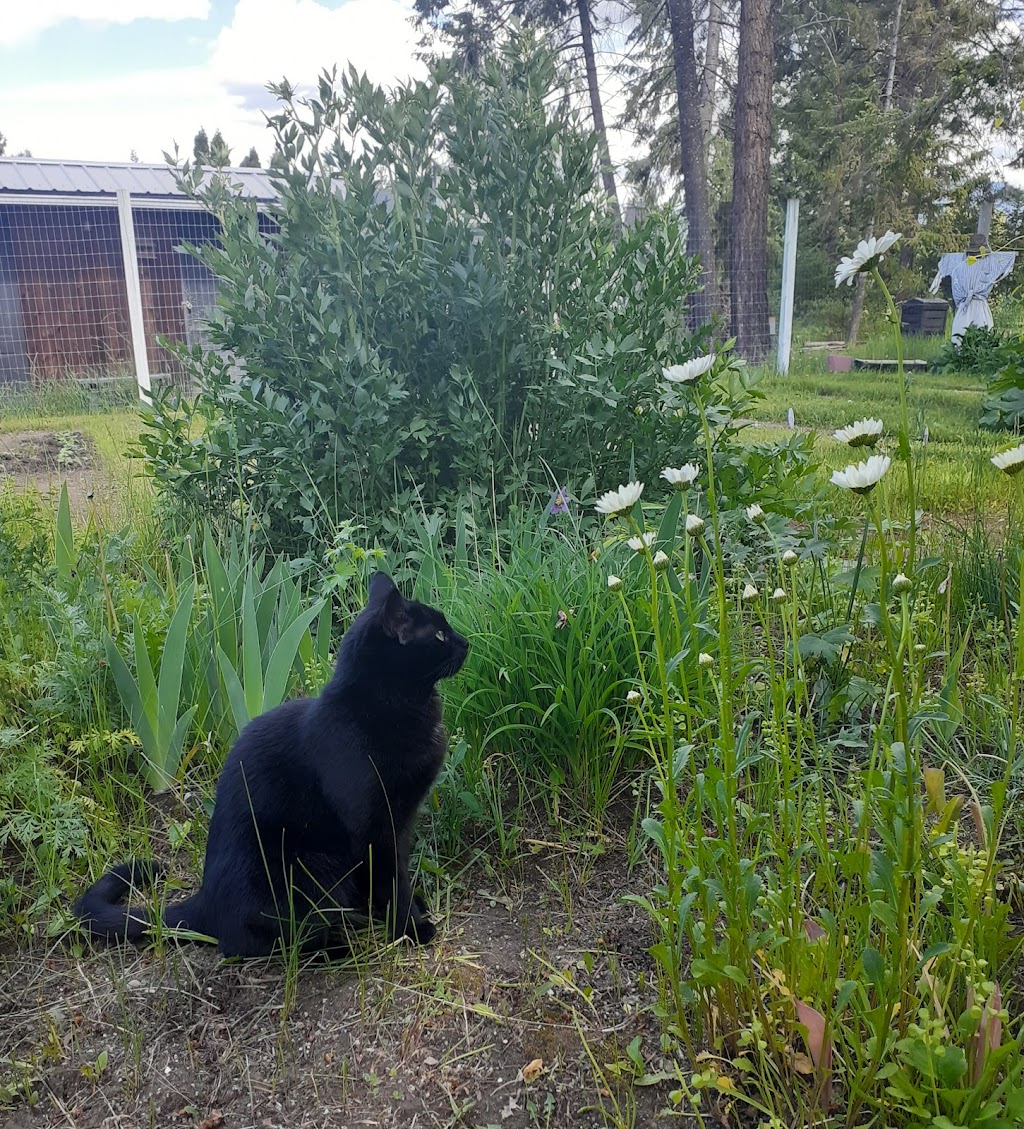 Steeples Veterinary Clinic | 3410 Victor Rd, Cranbrook, BC V1C 7B7, Canada | Phone: (250) 489-3451