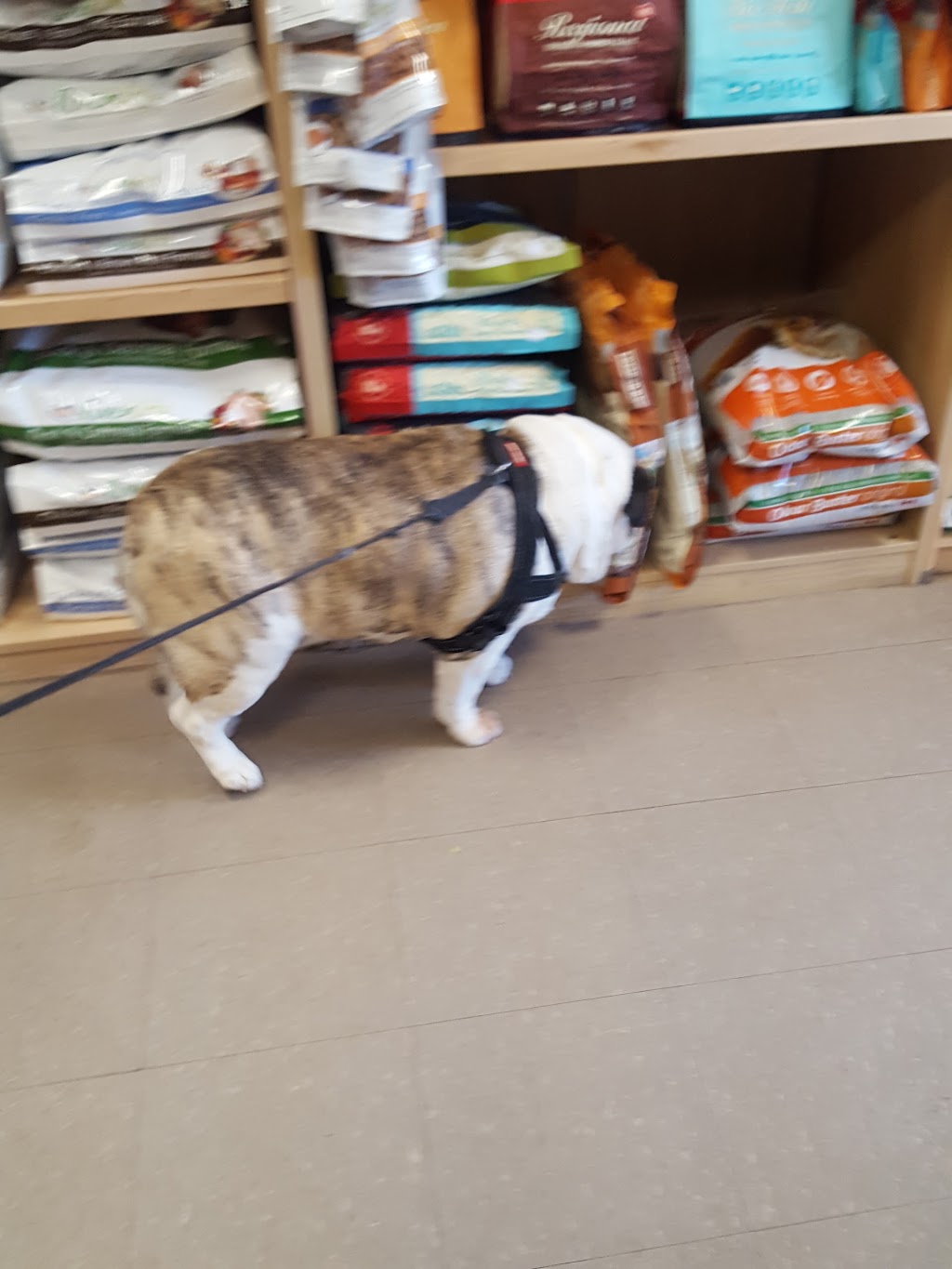Spa 4 Paws | 318 Chem. Bord-du-Lac, Pointe-Claire, QC H9S 4L5, Canada | Phone: (514) 428-0777