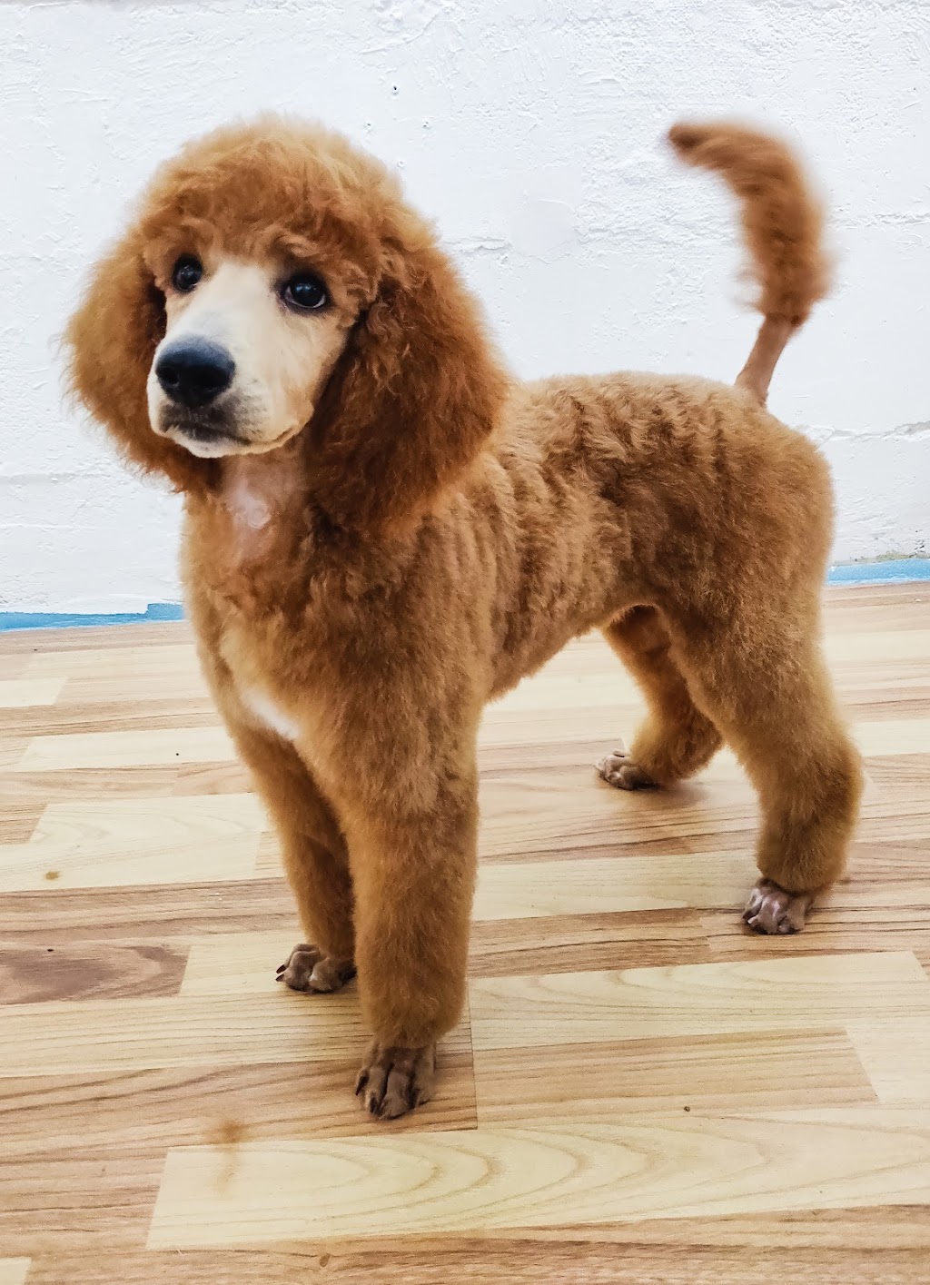 Babettes Barber - Dog Grooming | 459 Marine Dr, Gibsons, BC V0N 1V9, Canada | Phone: (604) 886-3507