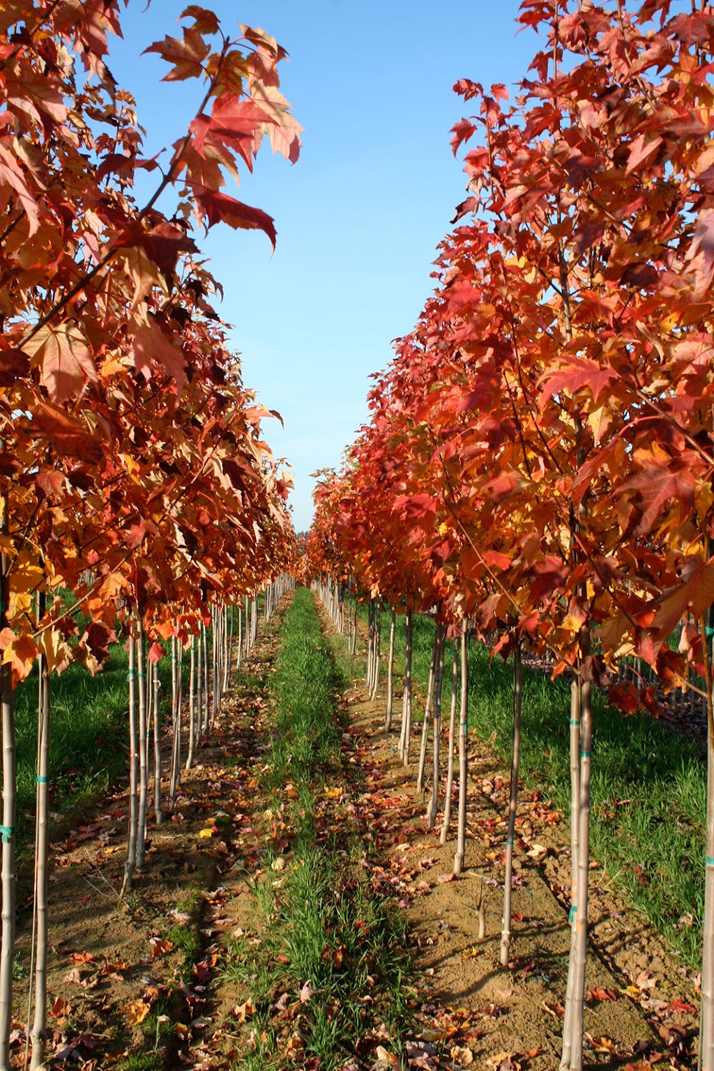 Sloan Nursery & Christmas Trees | 30718 Zone Rd 8, Bothwell, ON N0P 1C0, Canada | Phone: (519) 695-3525