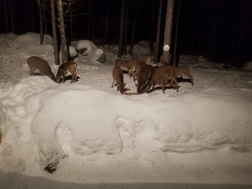 Pourvoirie Michel Saint Louis | 30 Chemin de la Baie Laplante, Notre-Dame-de-Pontmain, QC J0W 1S0, Canada | Phone: (866) 597-2617
