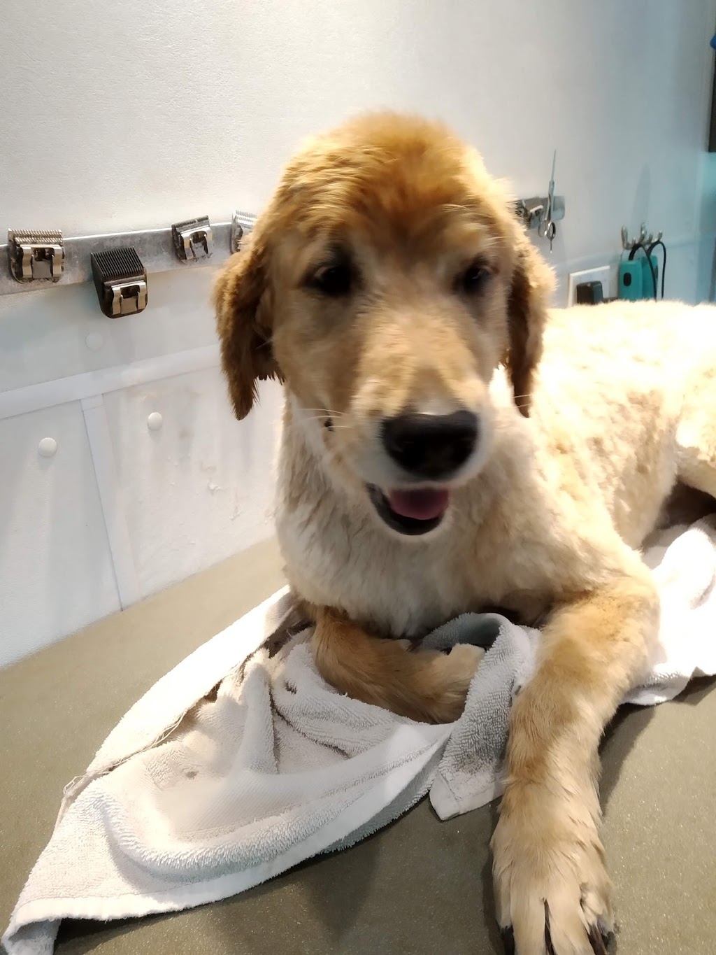 Pretty Pet The | 30 Arletta St, Georgetown, ON L7G 3J3, Canada | Phone: (905) 877-1995