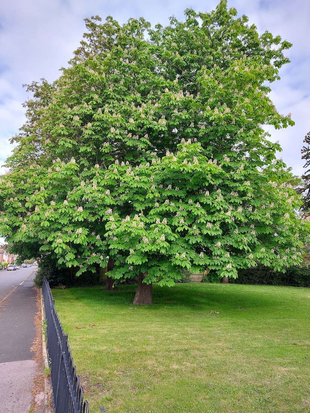 Beautiful Trees | 2375 Vandorf Sideroad, Gormley, ON L0H 1G0, Canada | Phone: (647) 846-8844