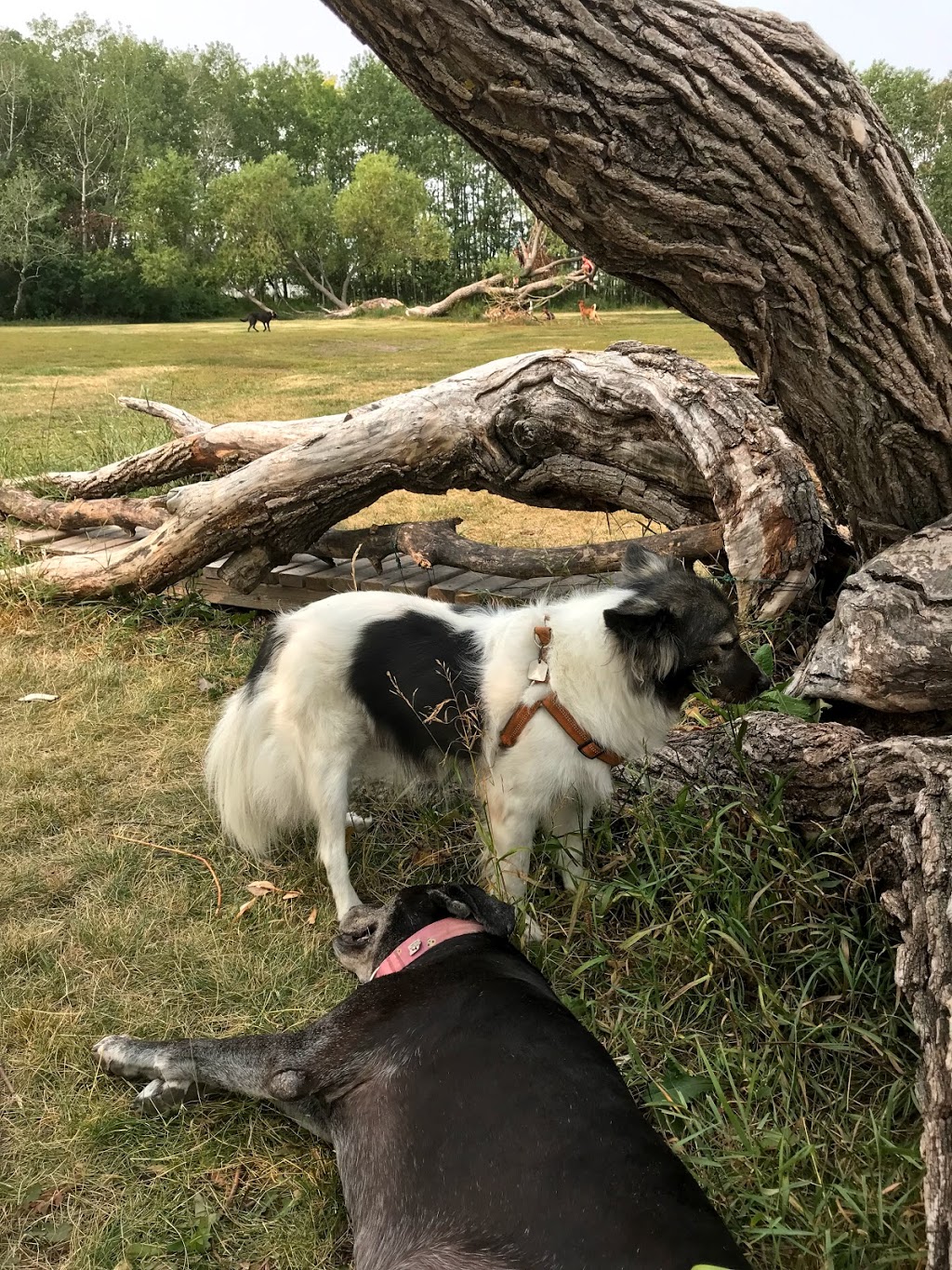 Charleswood Off Leash Dog Park | 3890 Haney St, Winnipeg, MB R3R, Canada